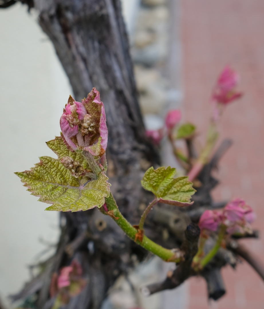 Weinrebe Foto & Bild pflanzen, pilze & flechten, landschaft und natur