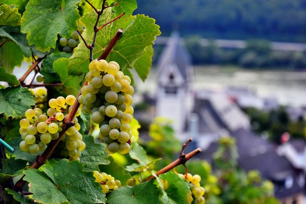 Weinrebe am Mittelrhein