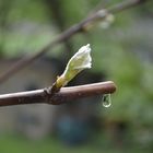 Weinrebe drückt den "Lebenssaft" raus