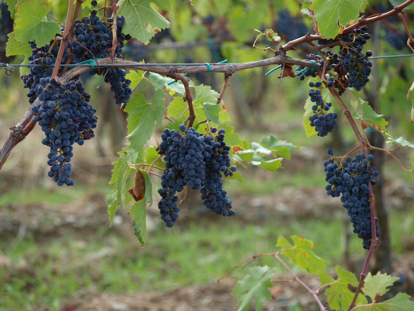 Weinrebe im Herbst der Toskana