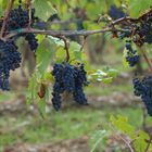 Weinrebe im Herbst der Toskana