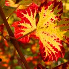 Weinrebe im Herbstlicht