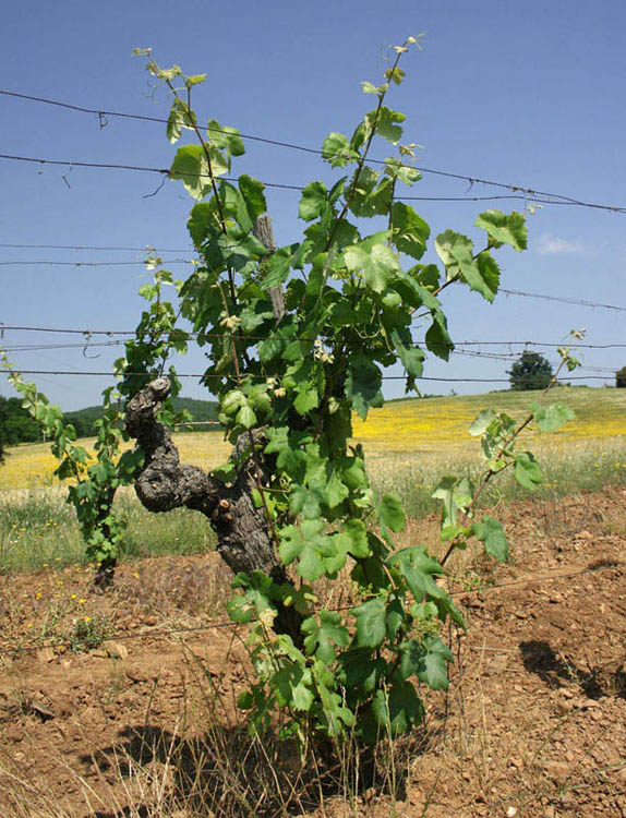 Weinrebe im Montalcino