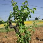 Weinrebe im Montalcino