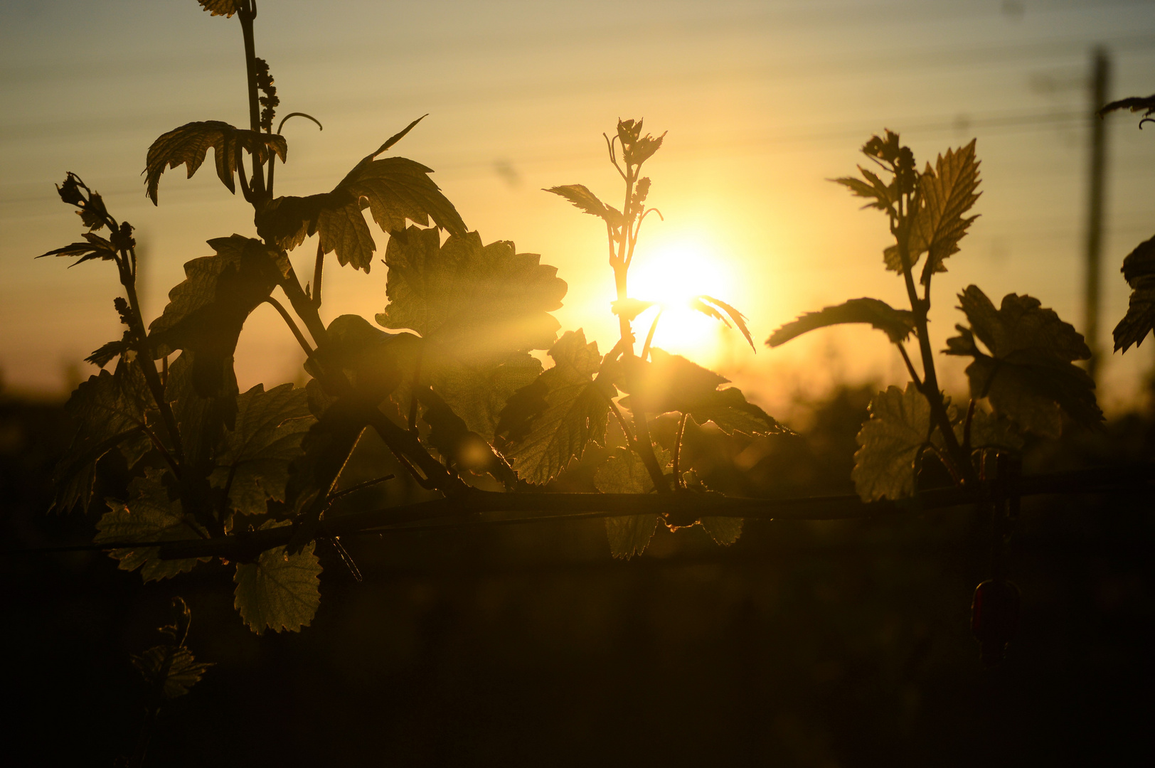 Weinrebe im Sonnenuntergang