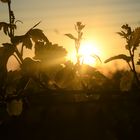 Weinrebe im Sonnenuntergang