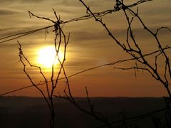 Weinrebe im Sonnenuntergang