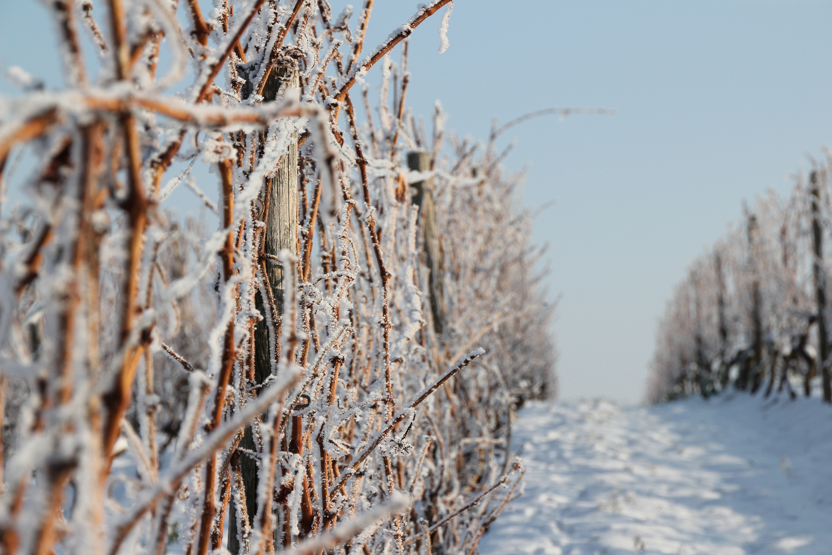 Weinrebe im Winter Foto & Bild | landschaft, natur Bilder auf fotocommunity