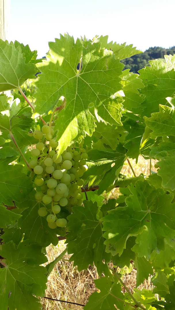 Weinrebe in der Toskana