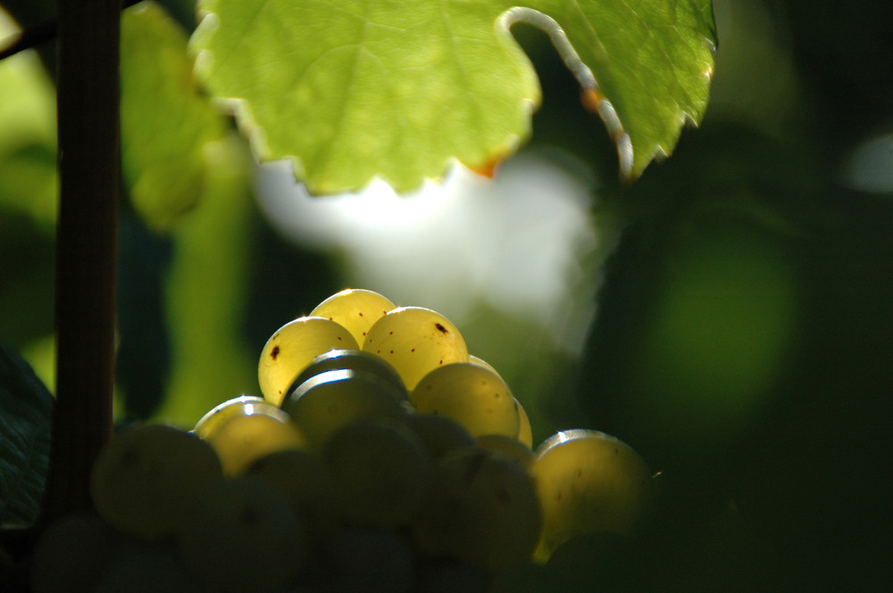 Weinrebe in Östrich-Winkel