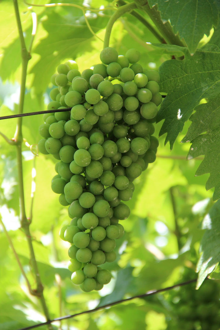 Weinrebe in Südtirol / Meran