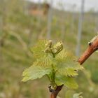 Weinrebe Jungtrieb im Frühling