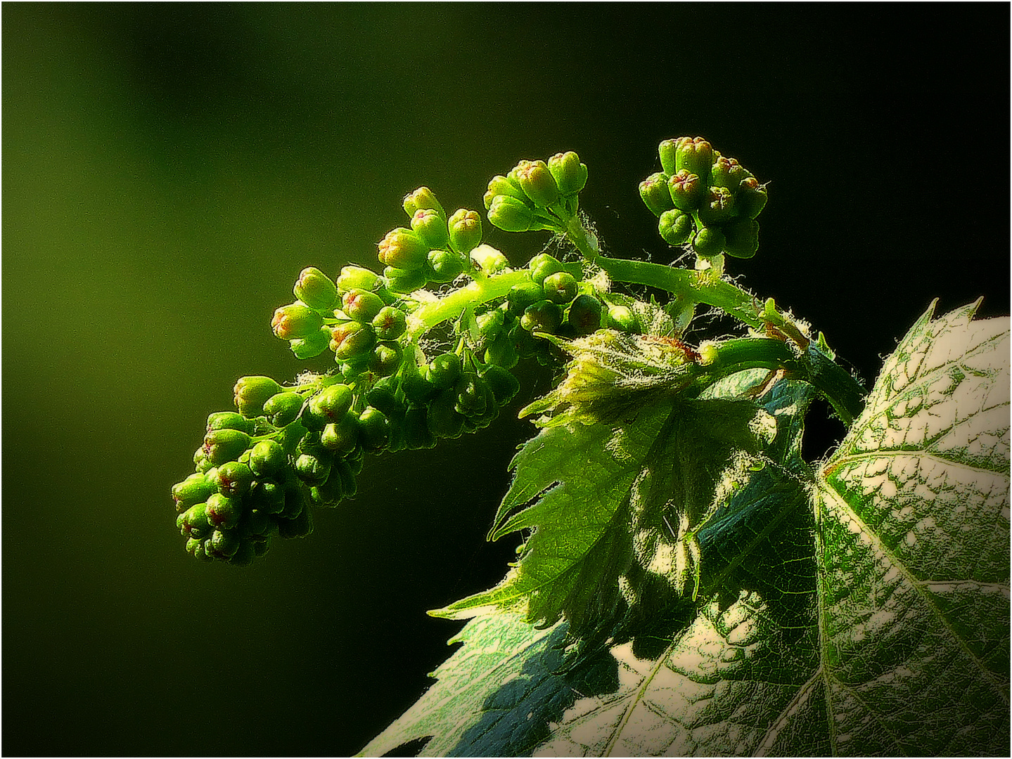 Weinrebe kurz vor der Blüte