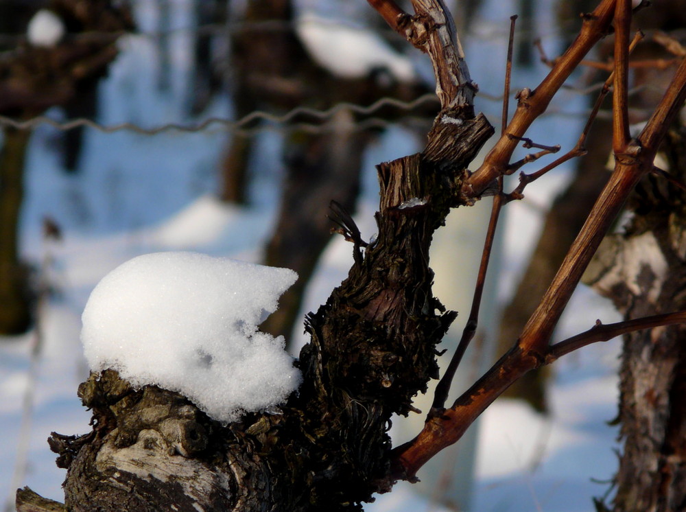 Wein(rebe) mit Haube