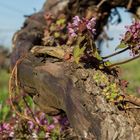 Weinrebe, -nicht nur für Trauben