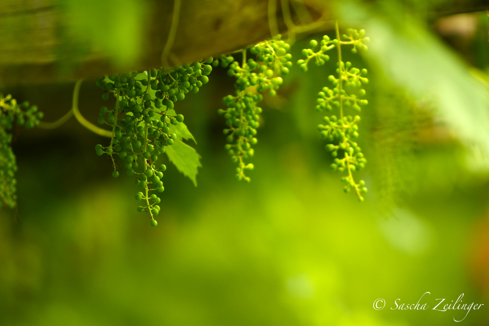 Weinreben