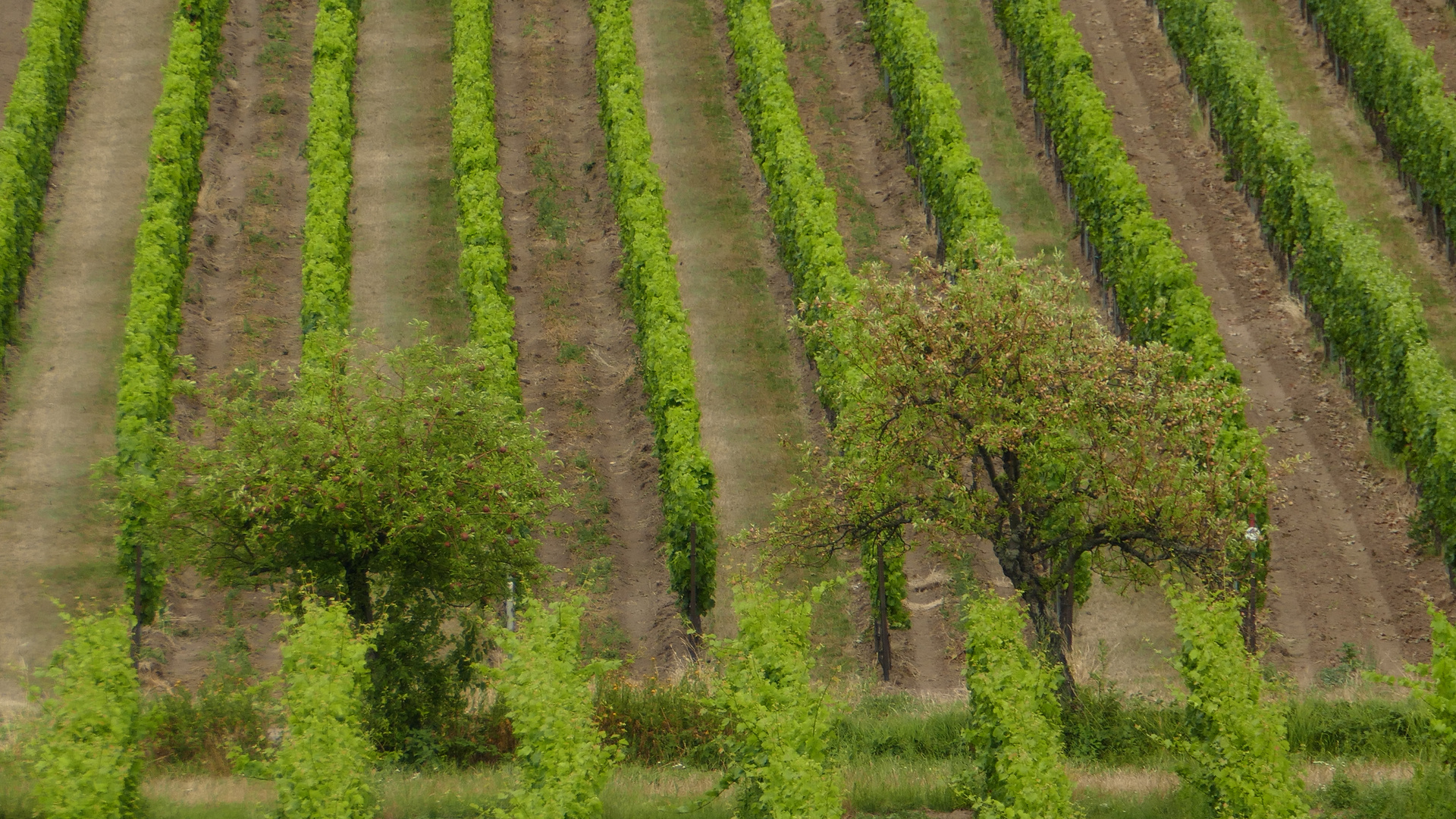 Weinreben 