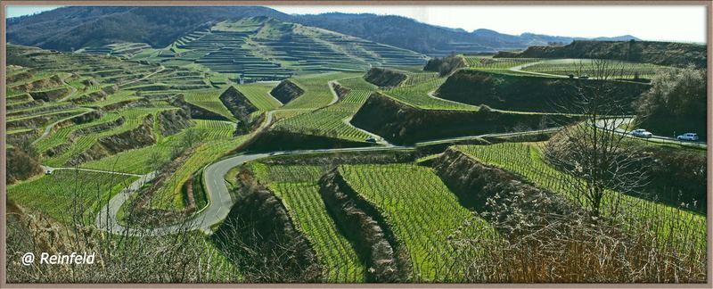 Weinreben am Kaiserstuhl