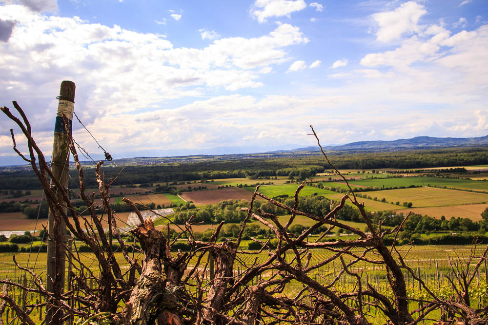 Weinreben am Schönberg bei Freiburg