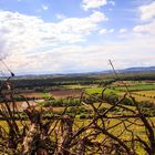 Weinreben am Schönberg bei Freiburg