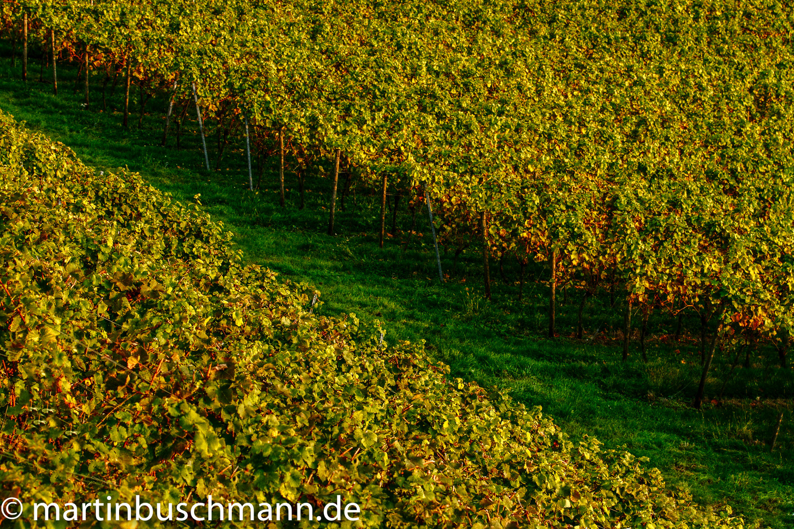 Weinreben auf der Insel Reichenau