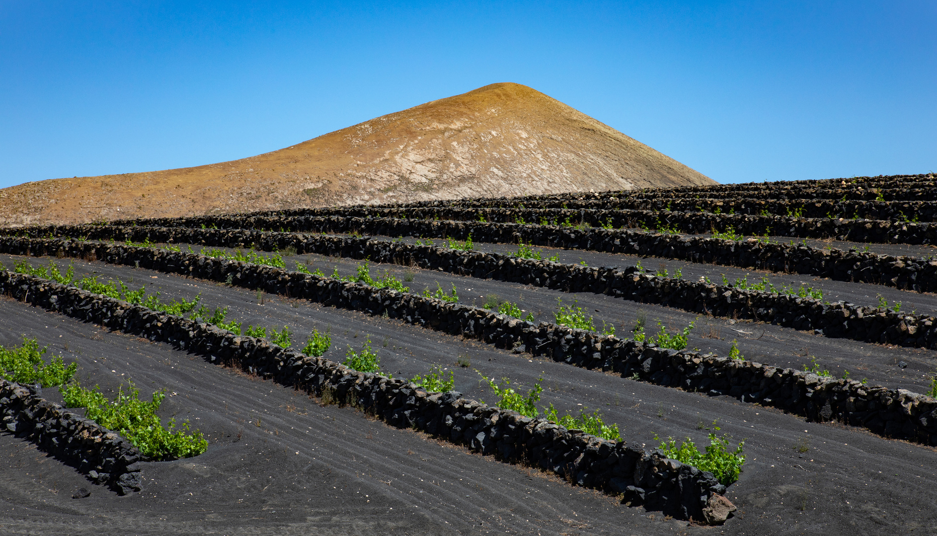 Weinreben auf Lanzarote