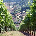 Weinreben bei Baden