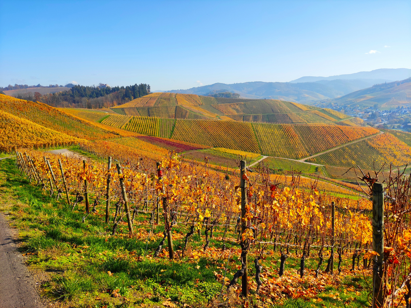 Weinreben bei Durbach