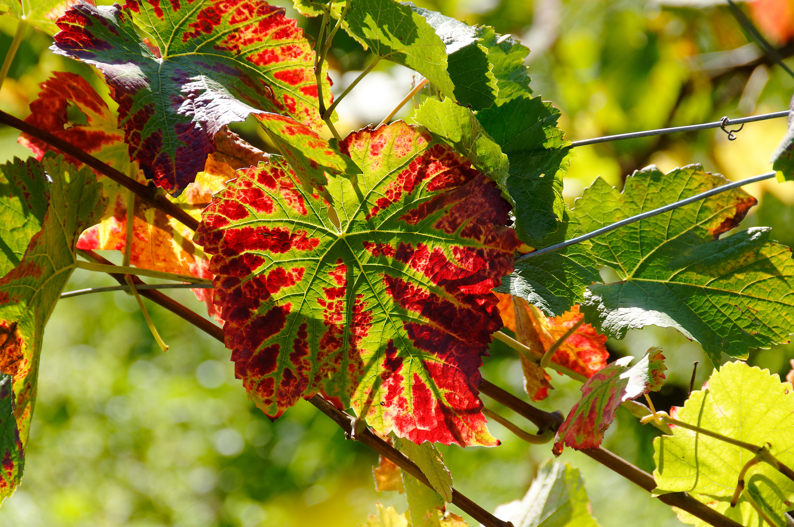 Weinreben-Blatt im Herbst