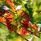 Weinreben-Blatt im Herbst