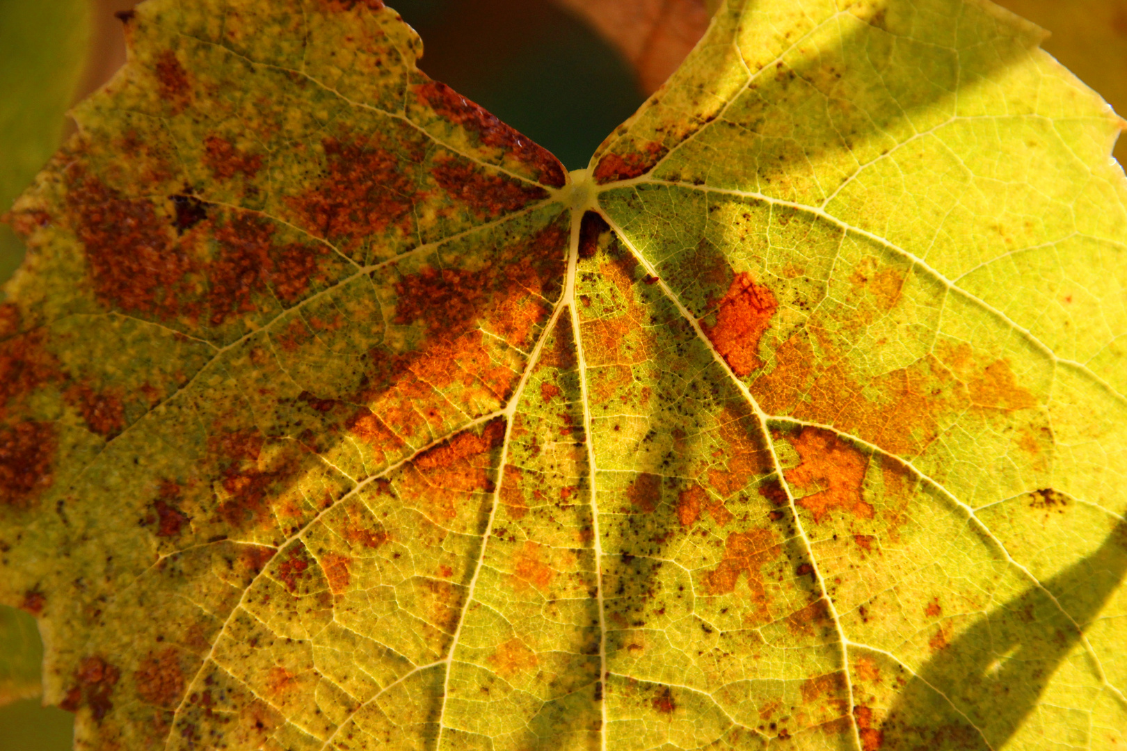 Weinreben Blatt von der Sonne angestrahlt