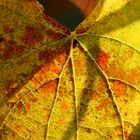 Weinreben Blatt von der Sonne angestrahlt