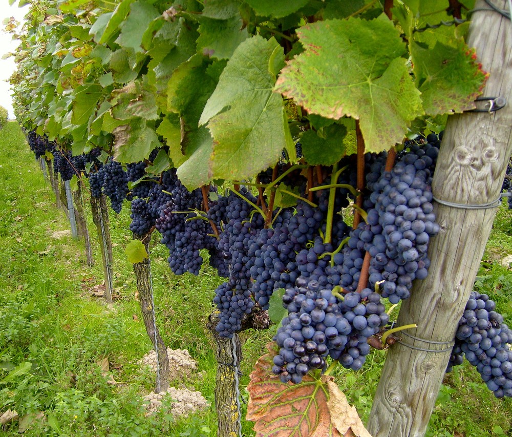 Weinreben Foto & Bild | Natur, Weinberge, Landschaft Bilder auf