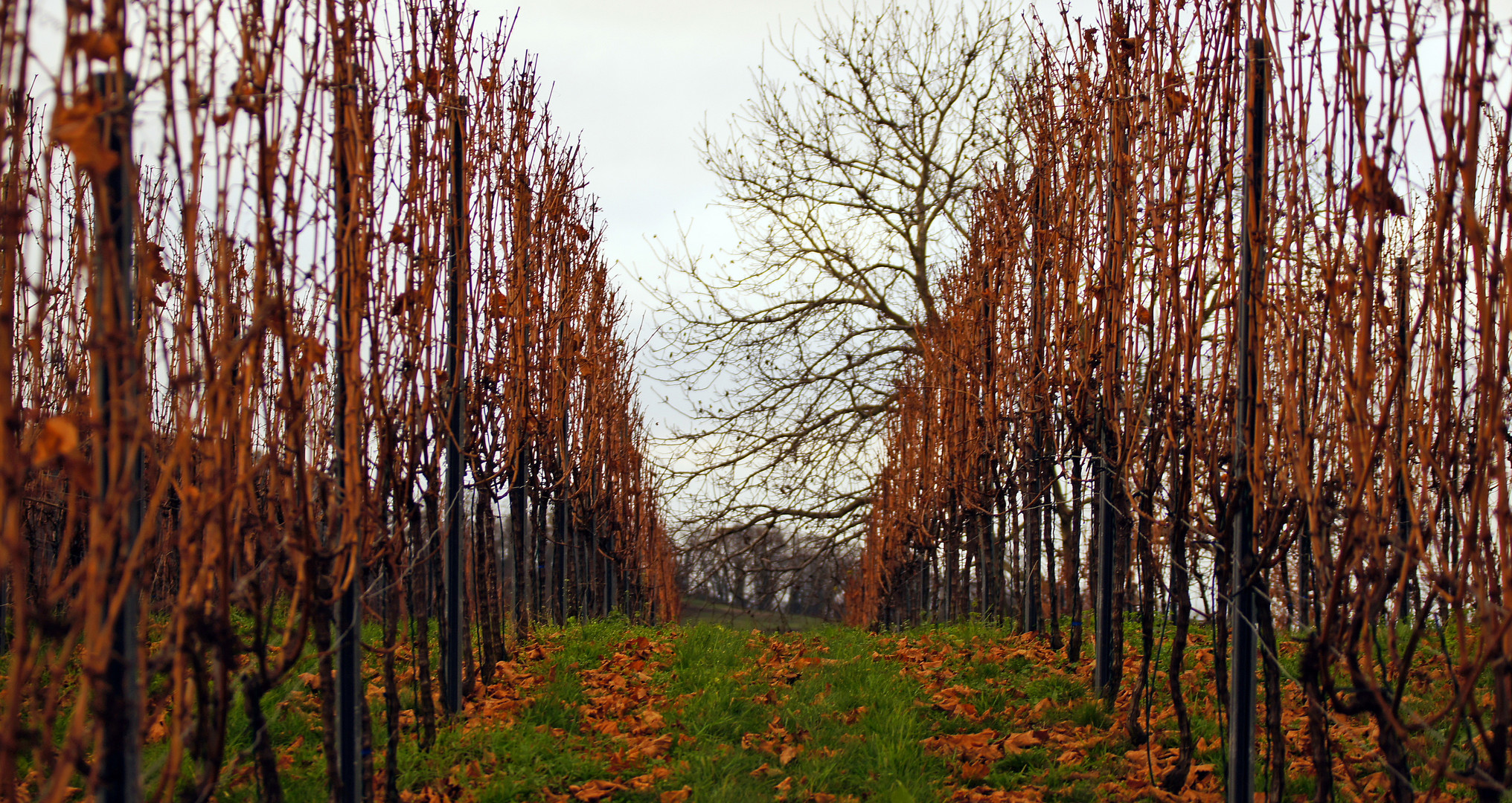 Weinreben