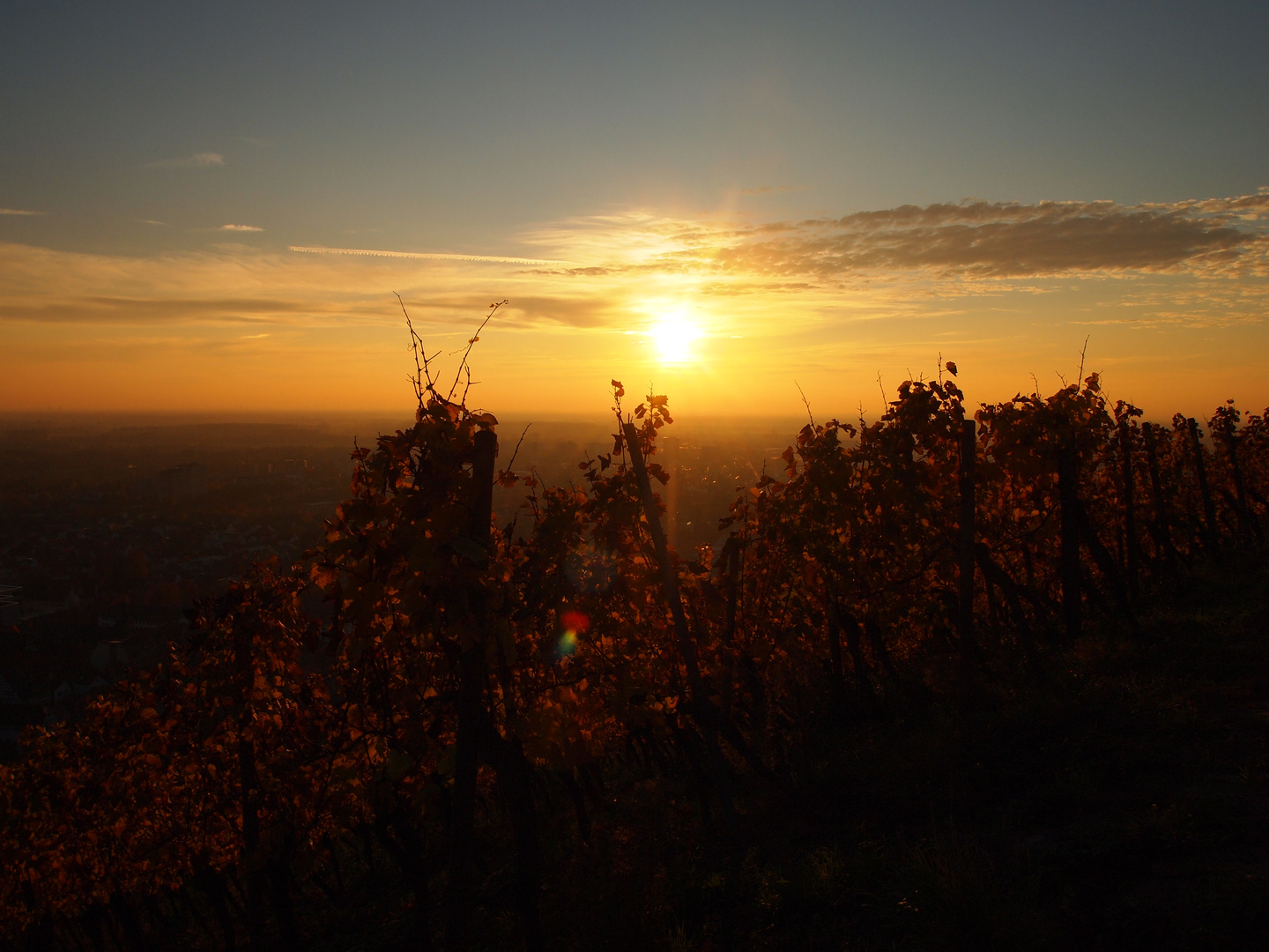 Weinreben im goldenen Licht