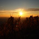 Weinreben im goldenen Licht