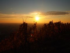 Weinreben im goldenen Licht