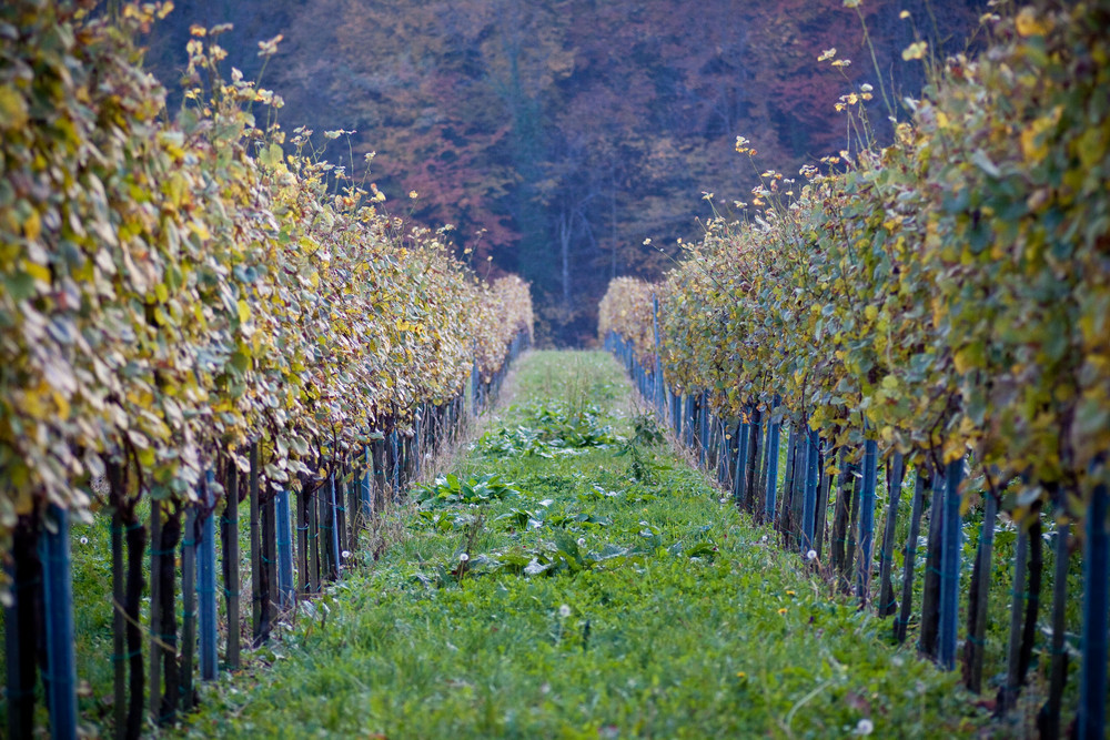 Weinreben im Herbst