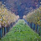 Weinreben im Herbst