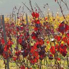 Weinreben im Herbst