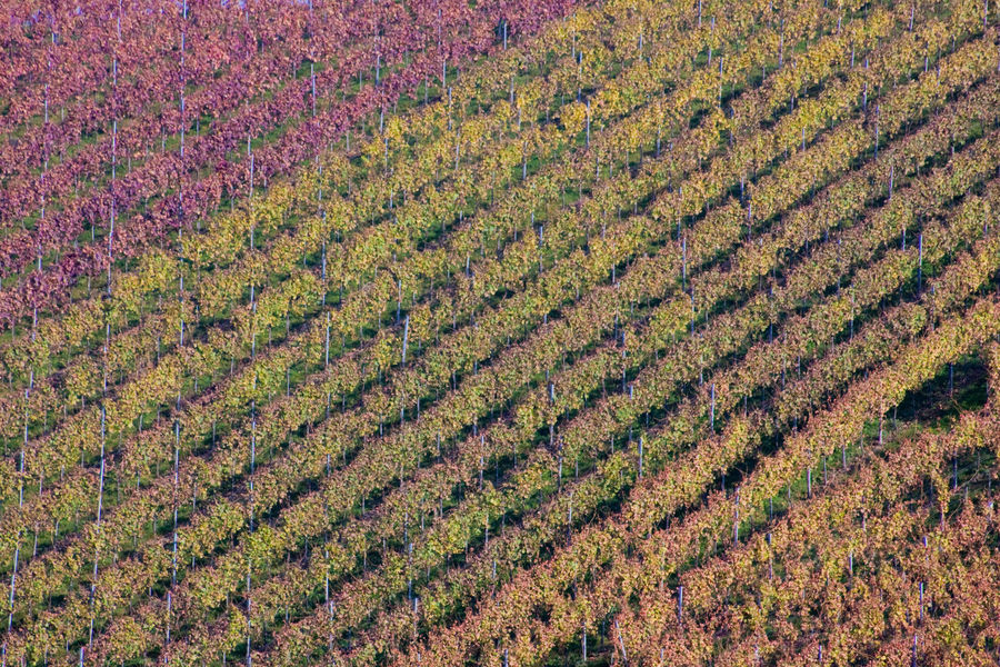 Weinreben im Herbst