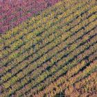 Weinreben im Herbst