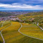 Weinreben im Herbstgewand