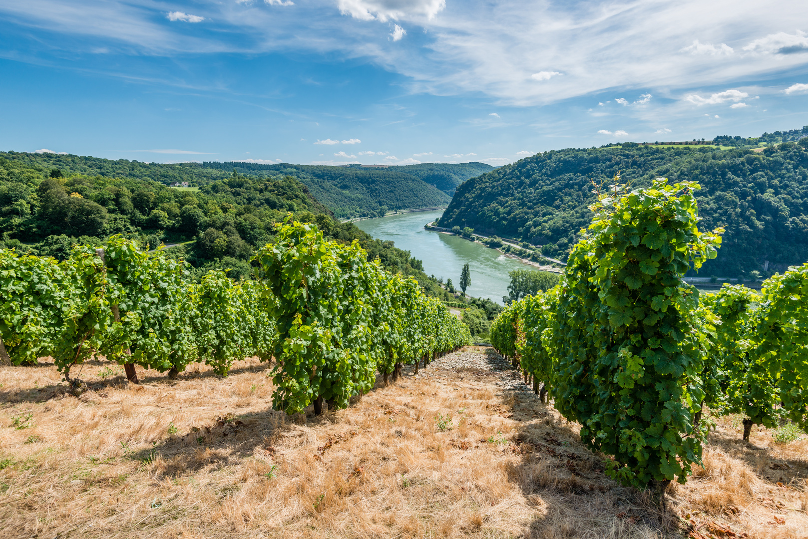 Weinreben im Loreleytal 54