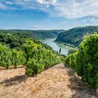 Weinreben im Loreleytal 54