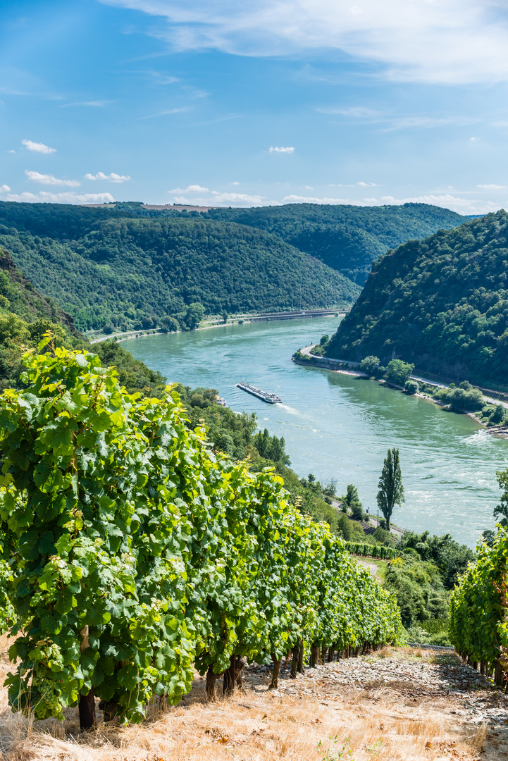 Weinreben im Loreleytal 75