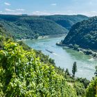 Weinreben im Loreleytal 75