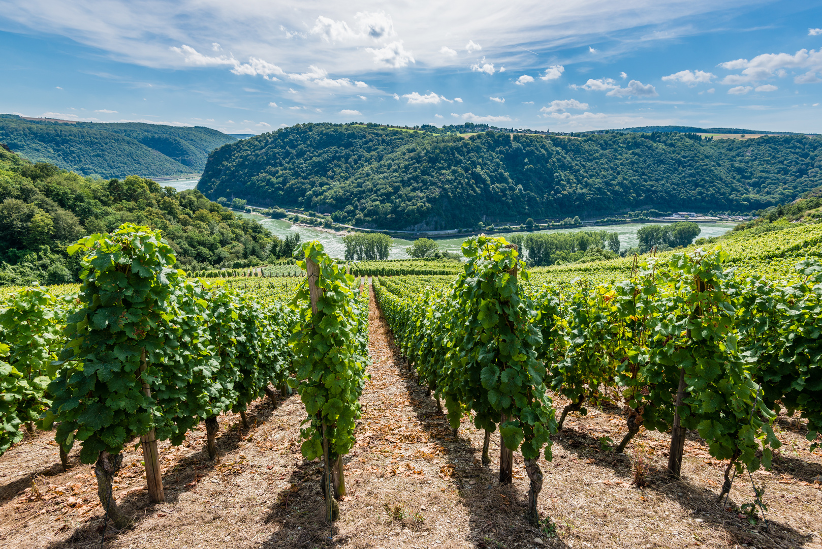 Weinreben im Loreleytal 75