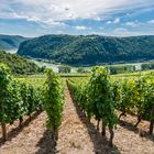 Weinreben im Loreleytal 75