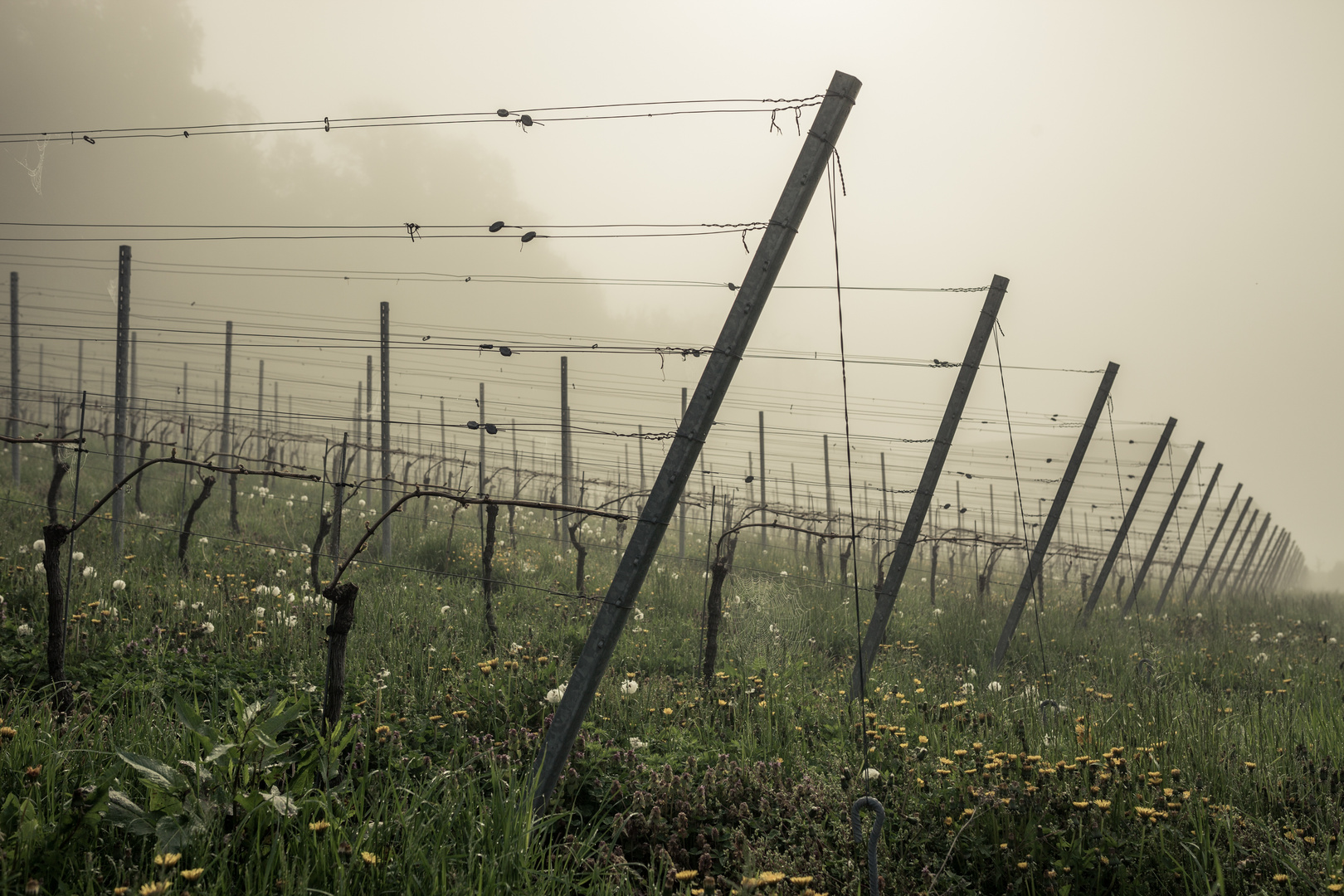 Weinreben im Nebel